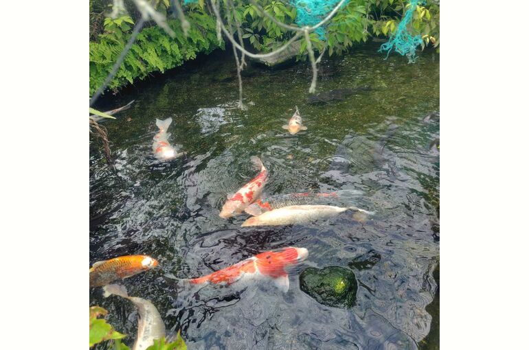    菊水町4丁目 新築戸建 足場がはずれ外観がお目見えしました   